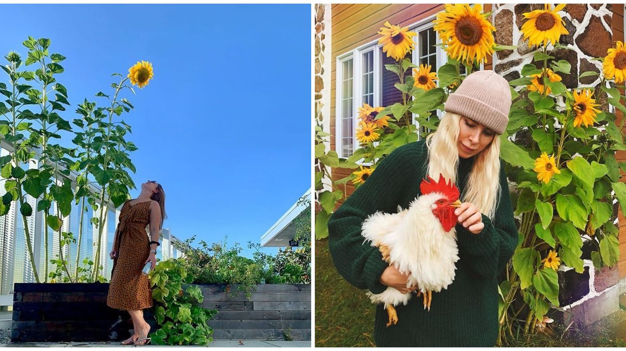 Cheerios envoie des semences gratuites pour les abeilles partout au Canada