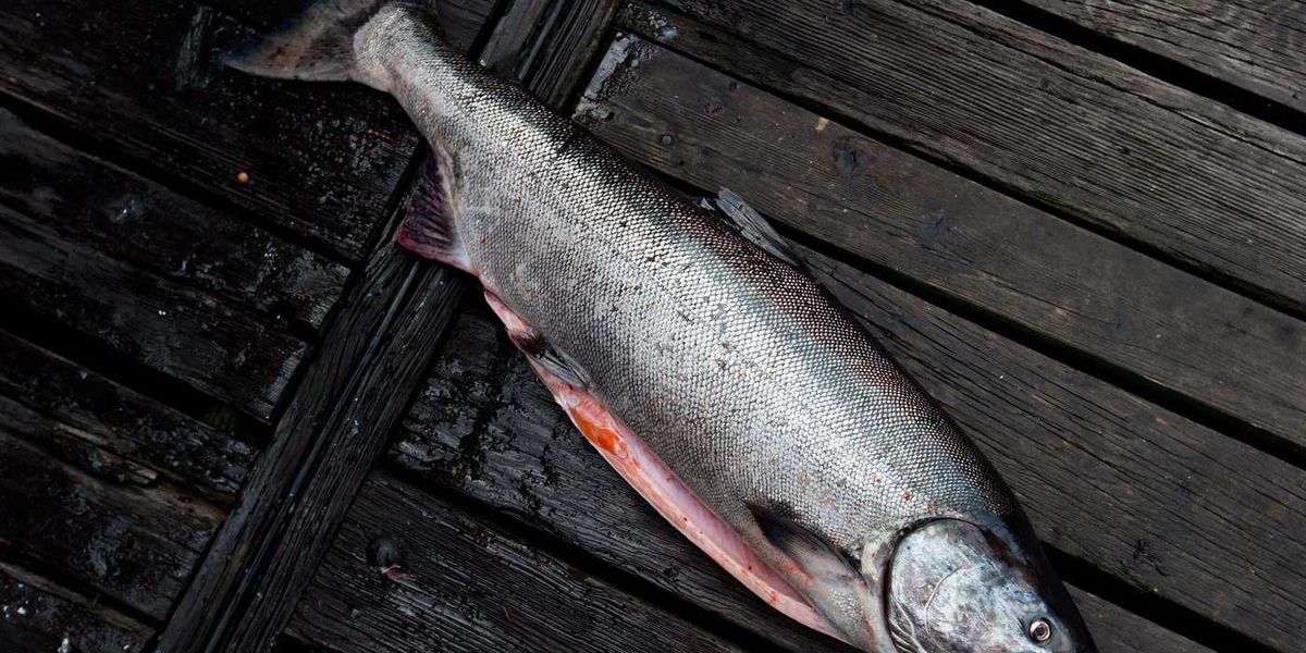 Cocktail of pills, caffeine and fire retardant put B.C. chinook salmon at risk: study Cocktail of pills, caffeine and fire retardant put B.C. chinook salmon at risk: study