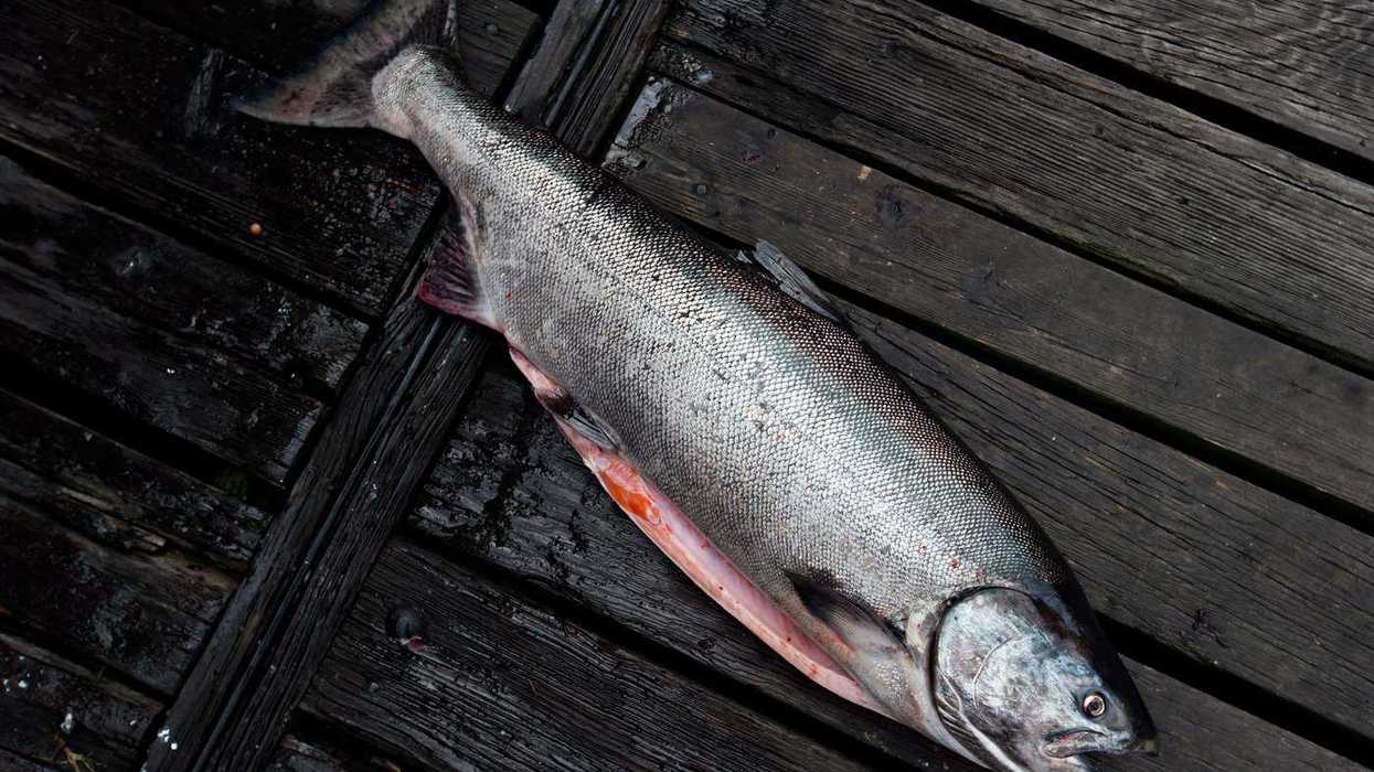 Chemical cocktail puts B.C. chinook at risk: study