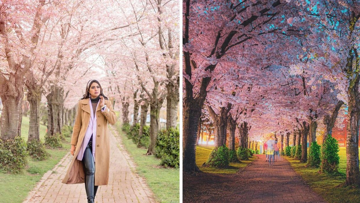 Cherry blossom trail.