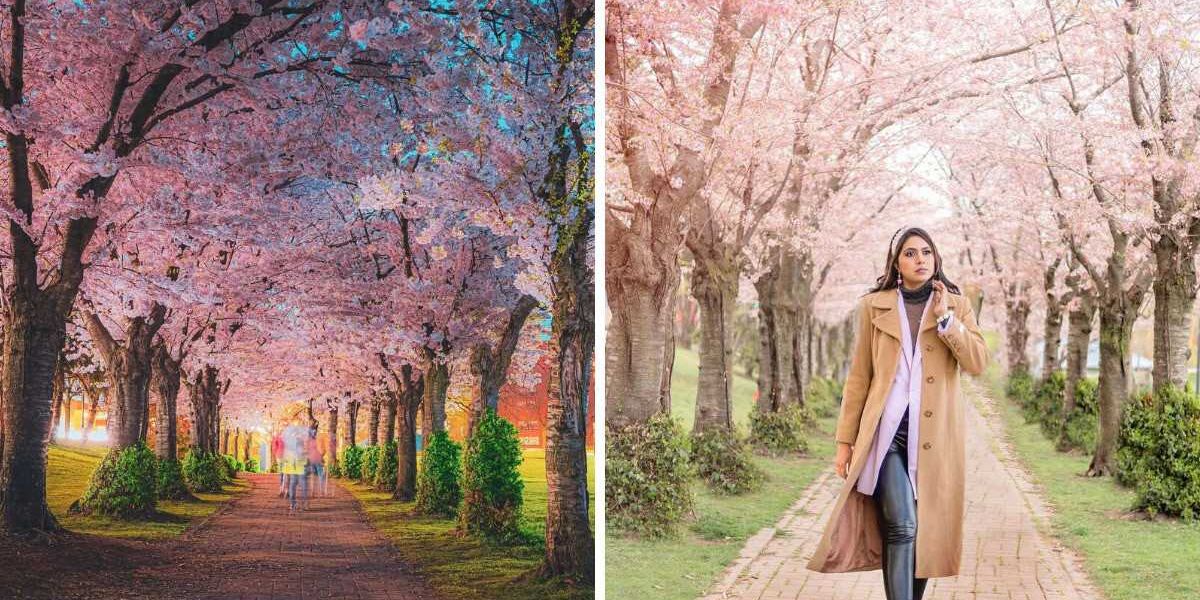 This dreamy cherry blossom tunnel near Toronto feels like a mini trip to Japan, Life in canada This dreamy cherry blossom tunnel near Toronto feels like a mini trip to Japan, Life in canada