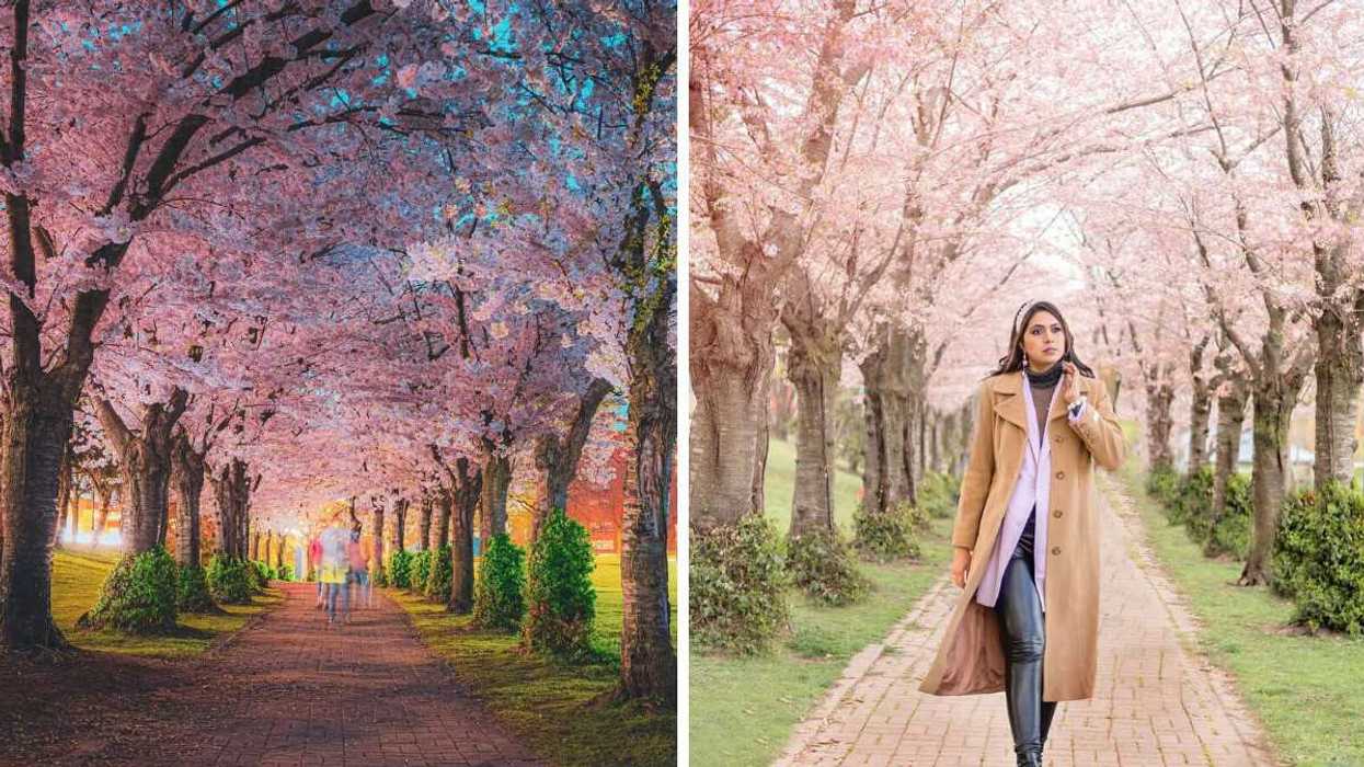 Cherry blossom trees along a pathway. Right: A person walking by cherry blossom trees.