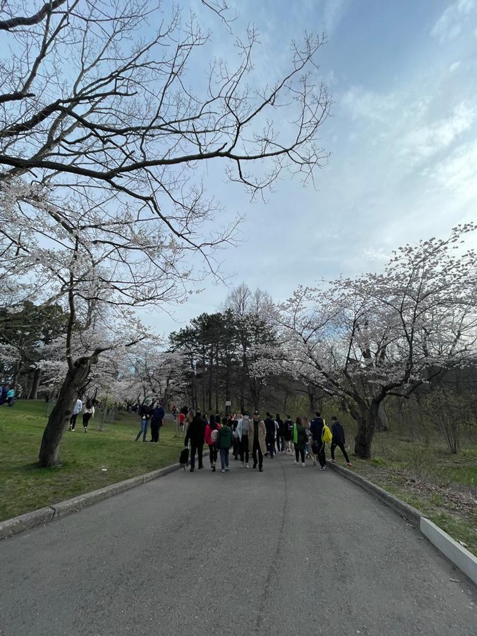 Cherry blossom trees at High Park, Toronto.