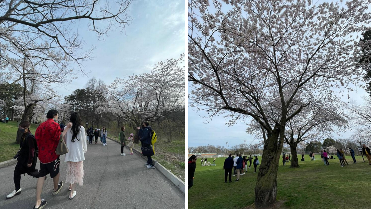 Cherry blossom trees at High Park, Toronto.
