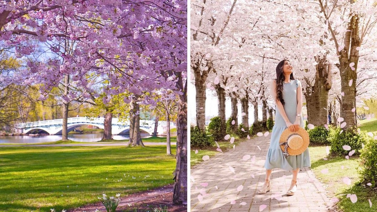 Cherry blossom trees by a bridge. Right: A person standing under cherry blossom trees.