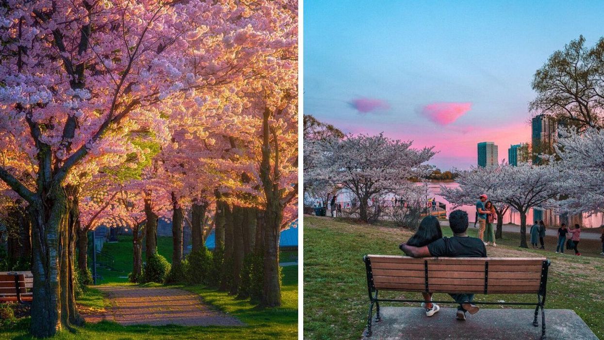Cherry blossom trees near Toronto. Right: People view cherry blossom trees in a park in Toronto.