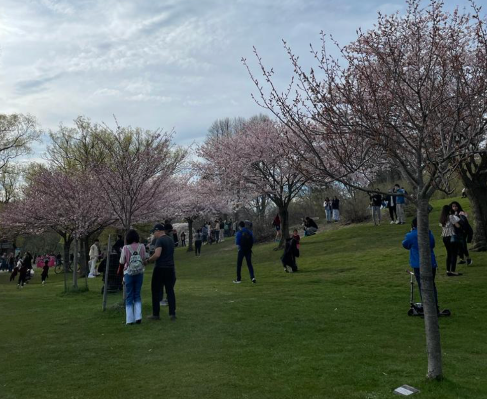 Cherry blossom trees surrounded by people in High Park, Toronto.