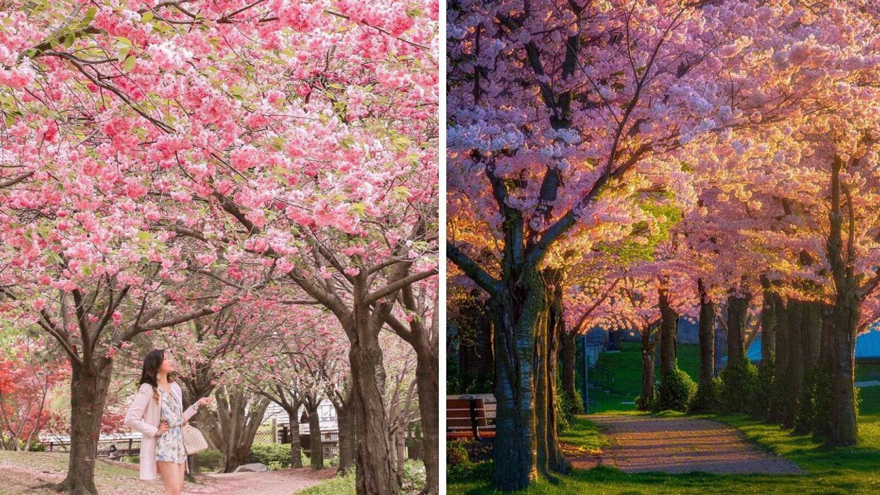 Cherry blossom trees.