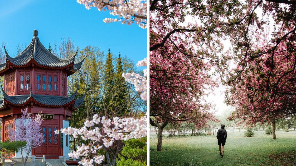 Cherry blossoms at a park in Montreal. Right: A person walks through cherry blossom trees. 