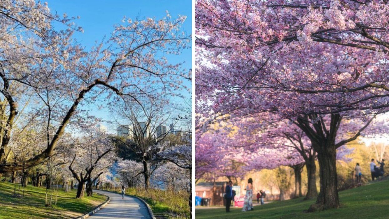 Cherry blossoms in High Park. Right: Cherry blossoms in bloom.