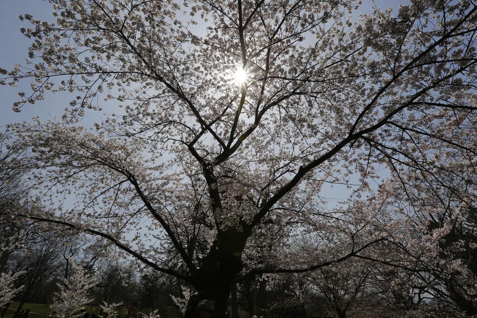 Cherry blossoms in High Park.