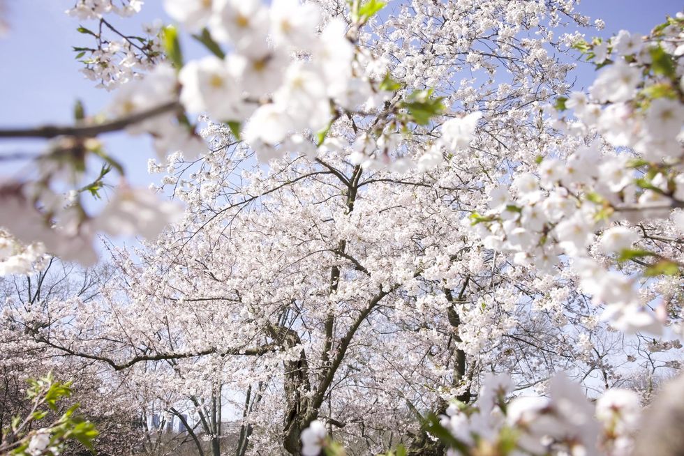 Cherry blossoms in High Park.