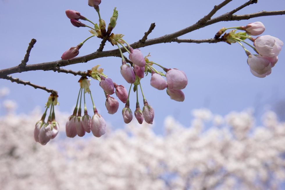 Cherry blossoms in High Park.
