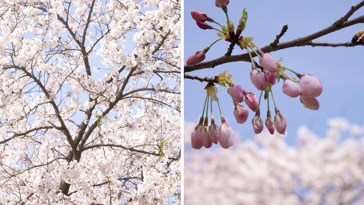 Cherry blossoms in High Park.