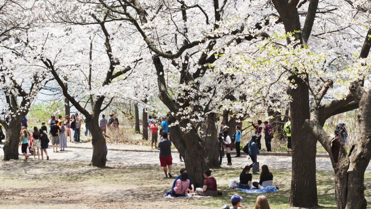 Cherry blossoms in High Park.
