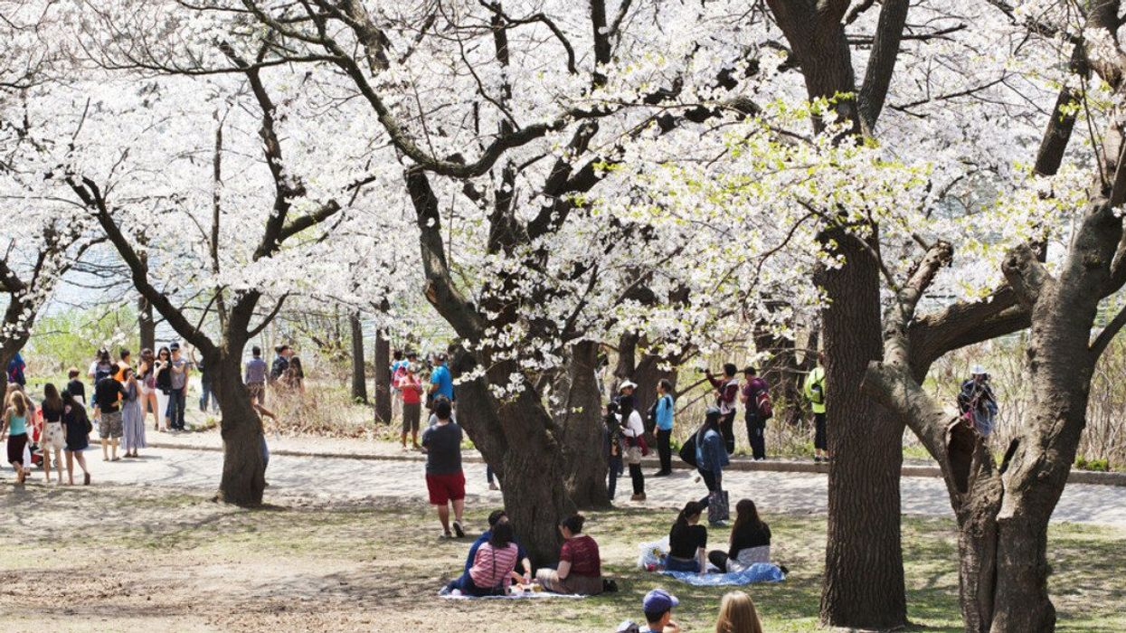 Cherry blossoms in High Park.