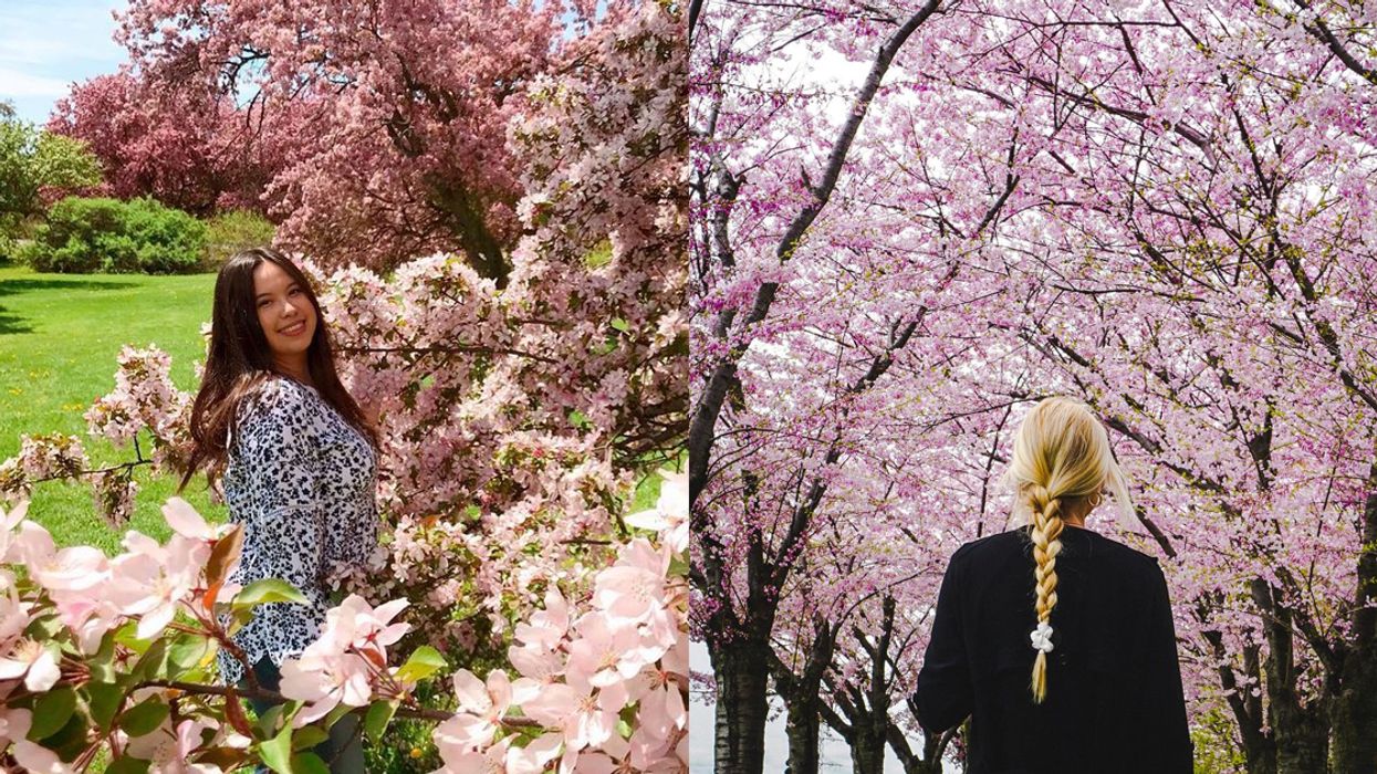 Cherry Blossoms In Ontario A Map To The Most Magical Spots