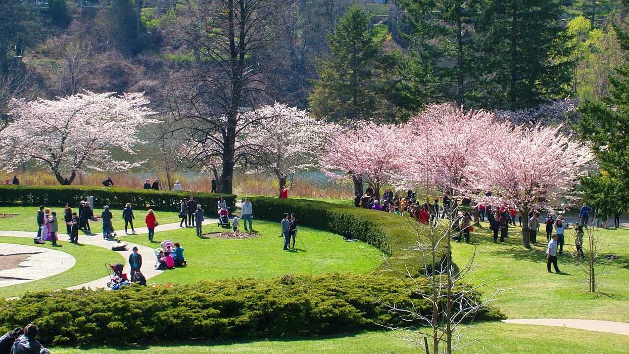 Cherry Blossoms In Toronto Need Upgraded Fencing To Keep People Out