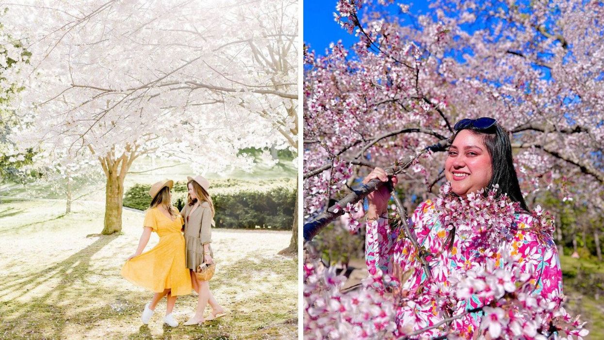 Cherry blossoms in Toronto.