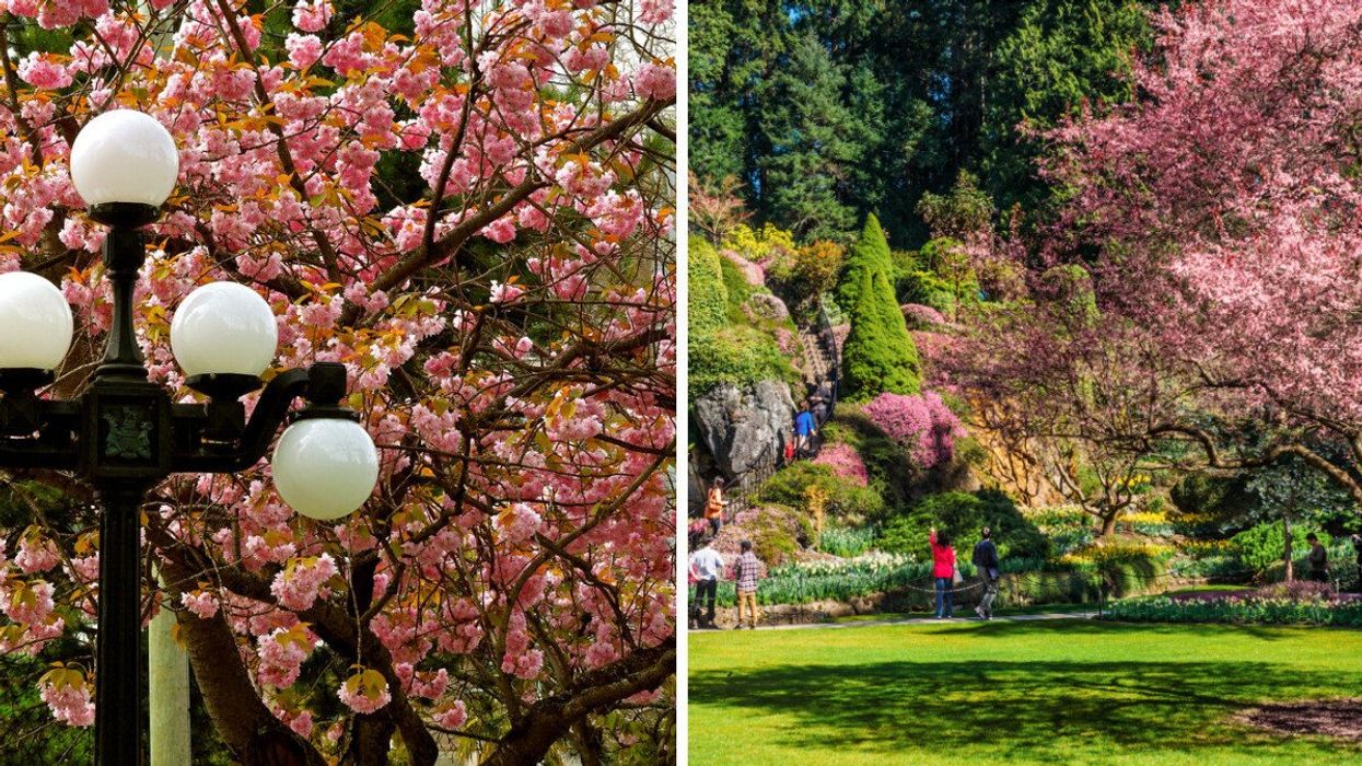 Cherry Blossoms in Victoria. Right: The Butchart Gardens.