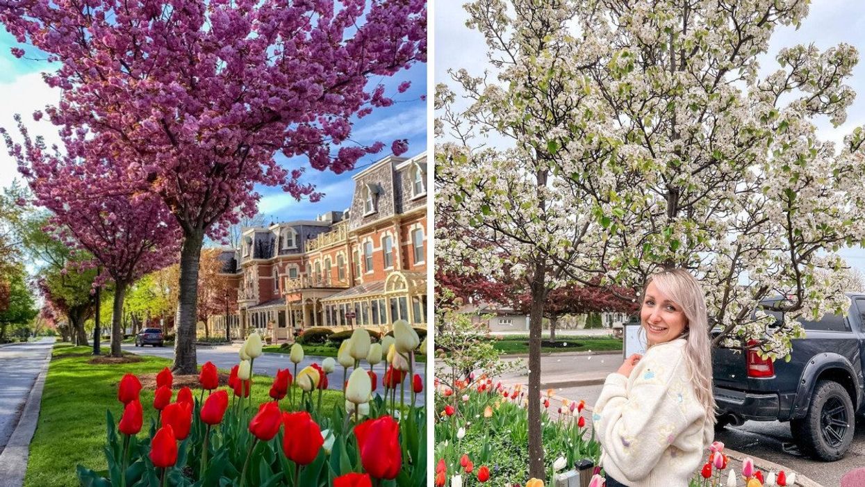 Cherry blossoms outside the Prince of Wales Hotel in Niagara-on-the-Lake. Right: A person standing by cherry blossoms.