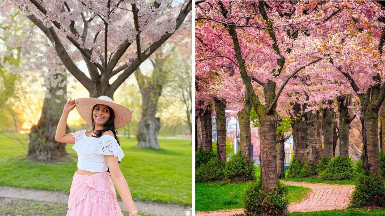 Cherry blossoms Toronto.
