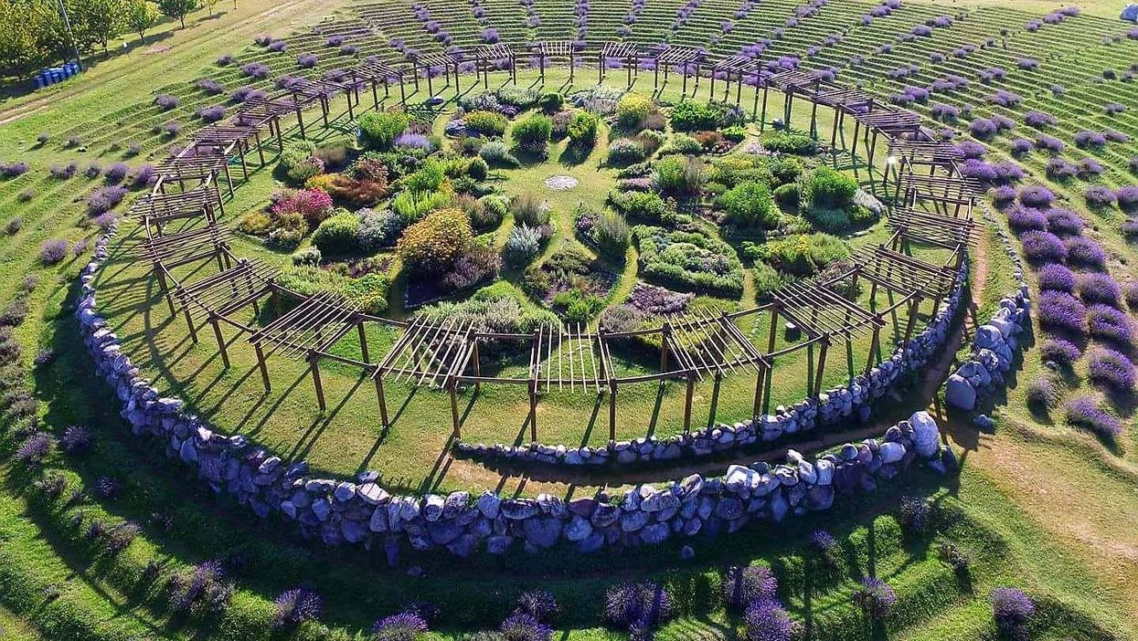 Cherry Point Farm & Market Michigan Lavender Labyrinth
