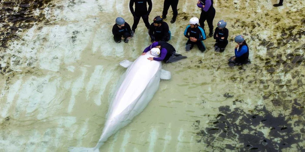 Chicago aquarium shares health update on Marineland belugas after whale deaths Chicago aquarium shares health update on Marineland belugas after whale deaths