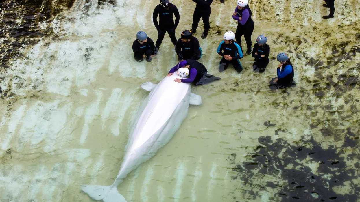 Chicago aquarium gives update on Marineland whales