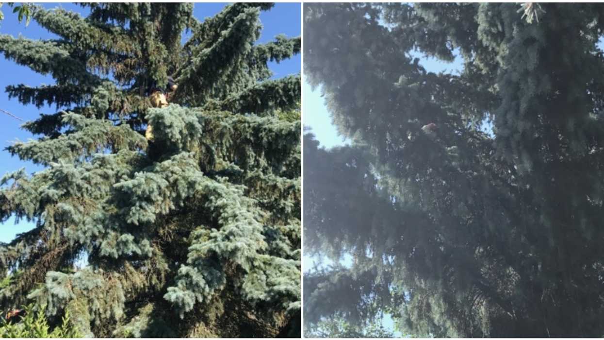 Chicken Stuck In A Tree Causes Edmonton Fire Fighters To Come To The Rescue