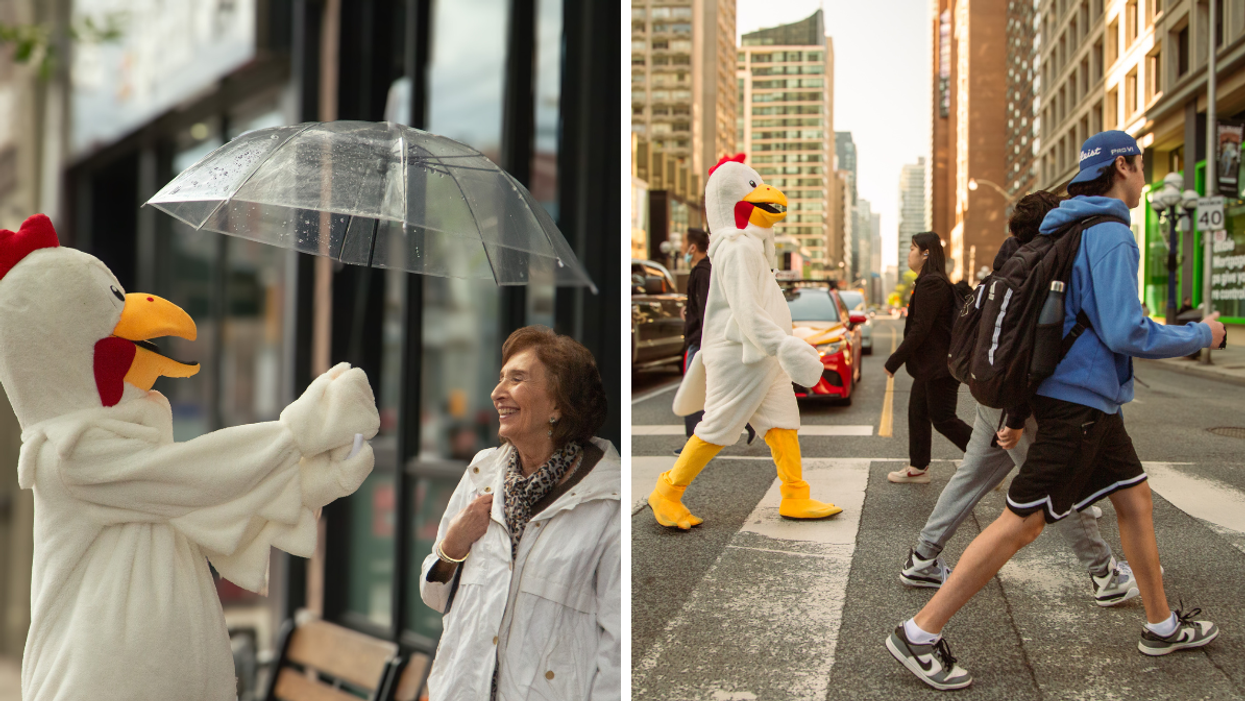 Chickens have been roaming Toronto streets performing random acts of kindness