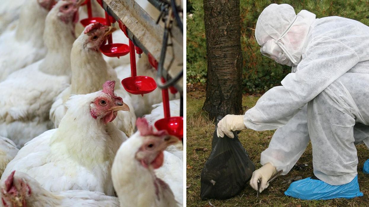 Chickens in a farm. Right: A person in a hazardous materials white outfit holds a black bag.