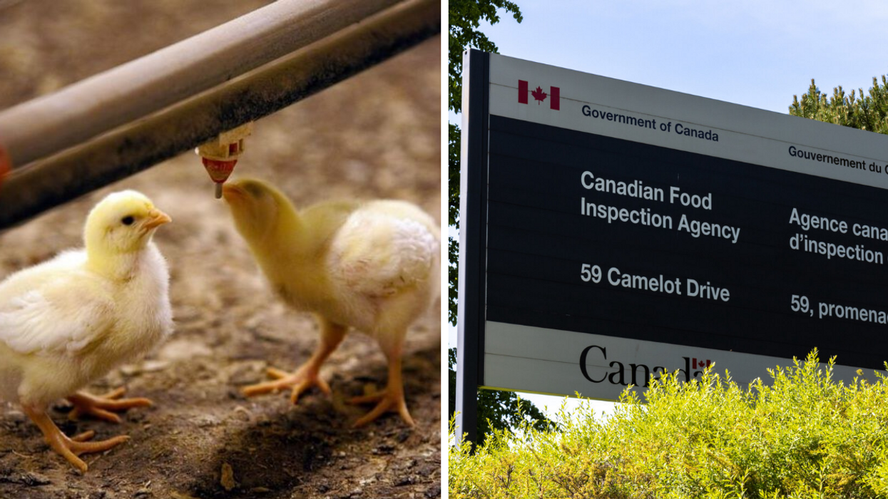 Chicks drinking water from a dispenser. Right: Canadian Food Inspection Agency sign in Ottawa.