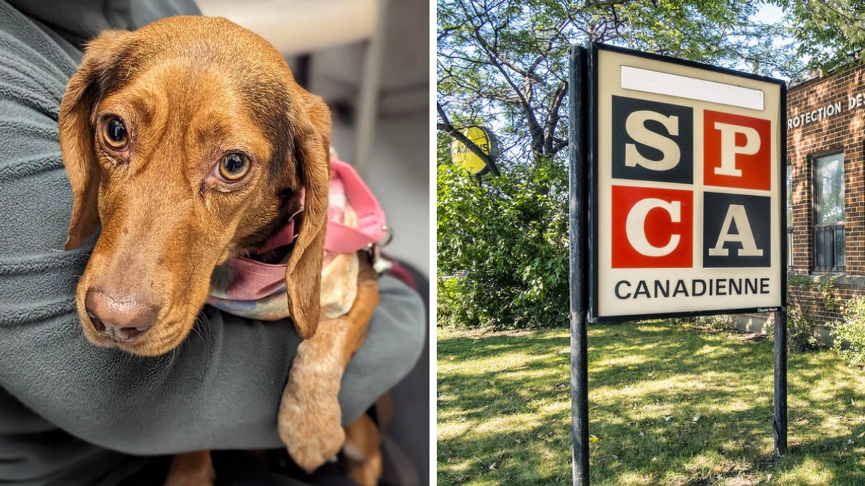 Chien rescapé. Droite : Enseigne SPCA.