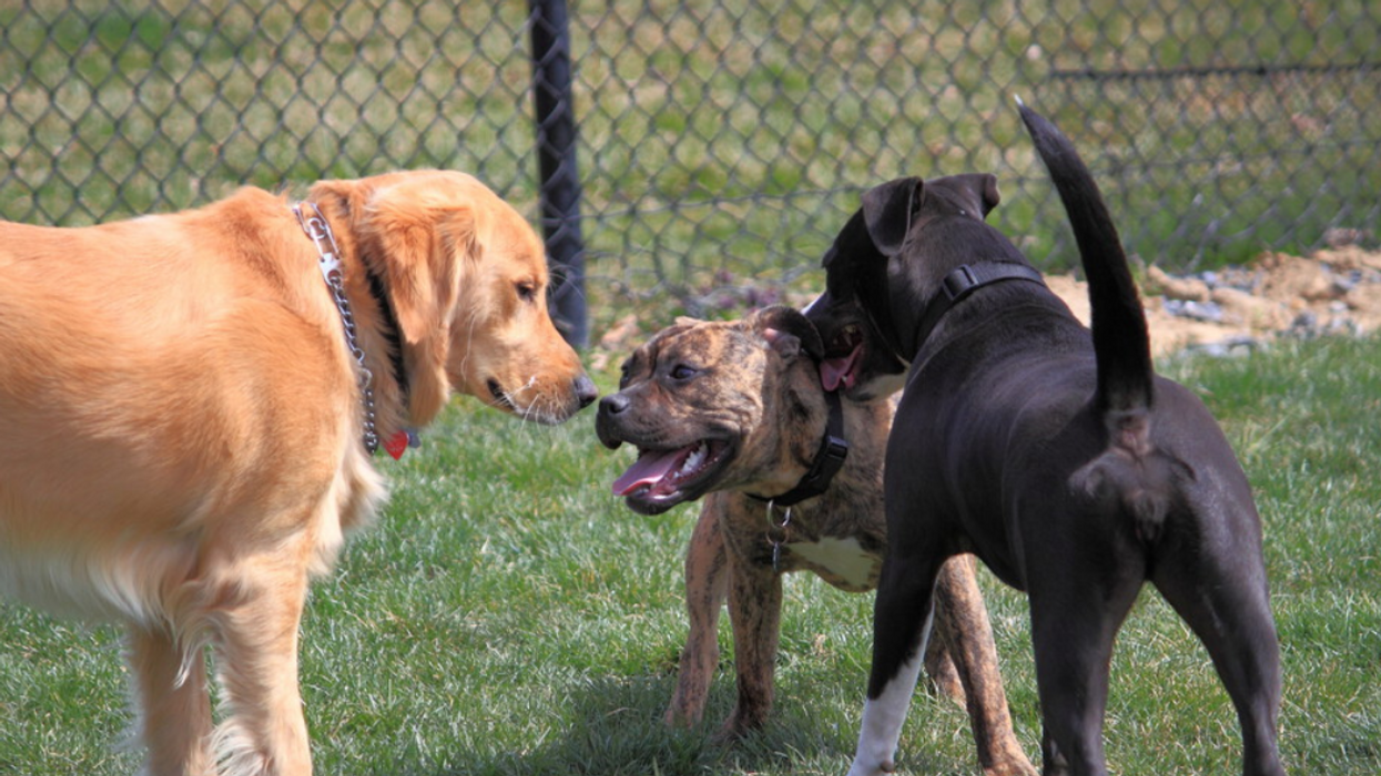 Chiens dans un parc.