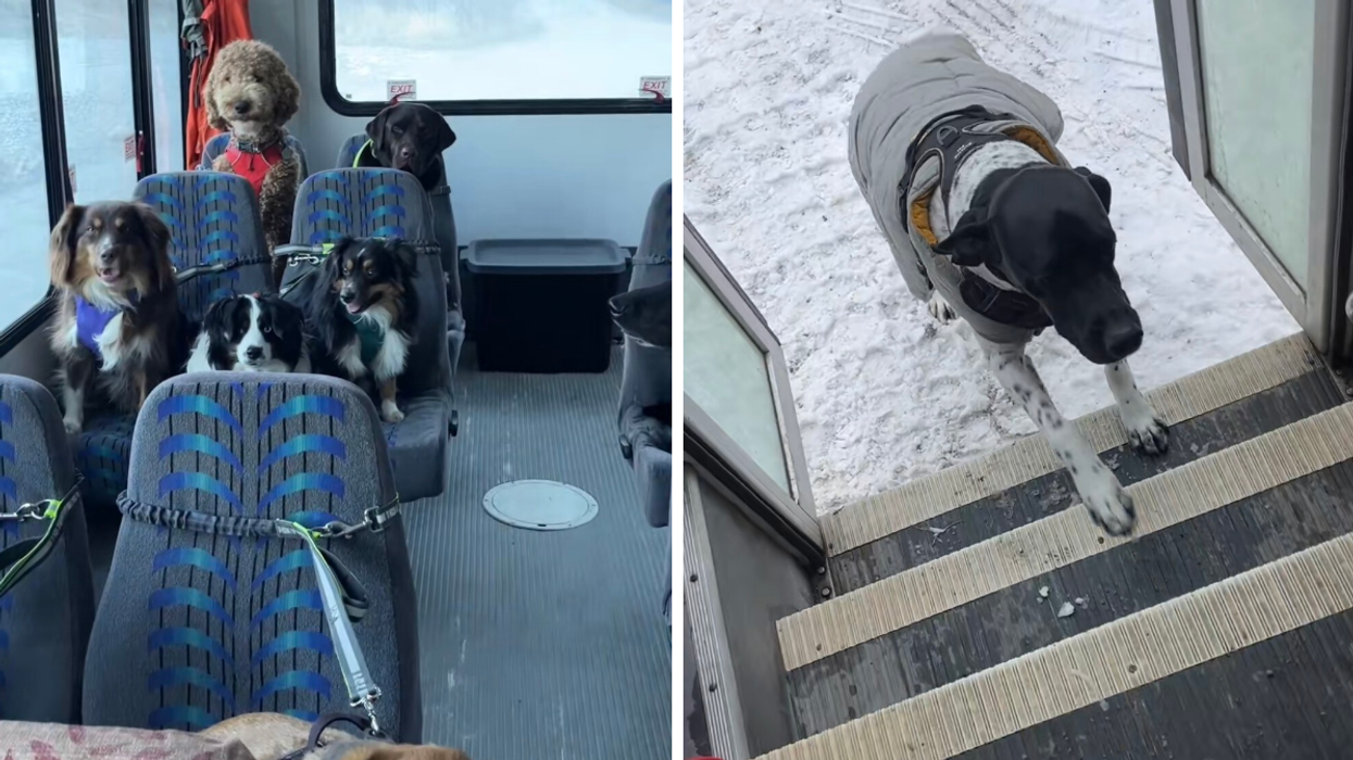 Chiens sur TikTok par Mo_Mountain_Mutts.
