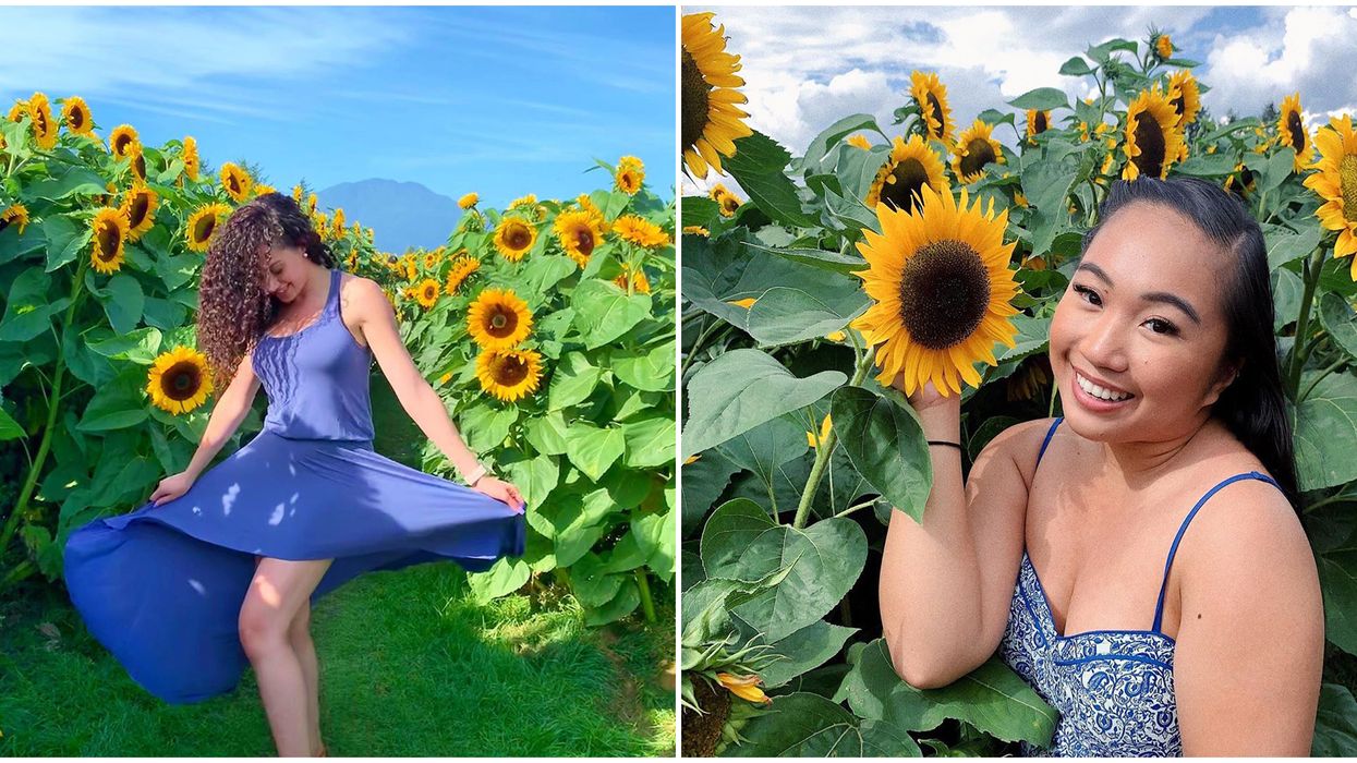 Chilliwack Sunflower Festival Is Back Next Month With A 3-km Path Of Golden Blooms