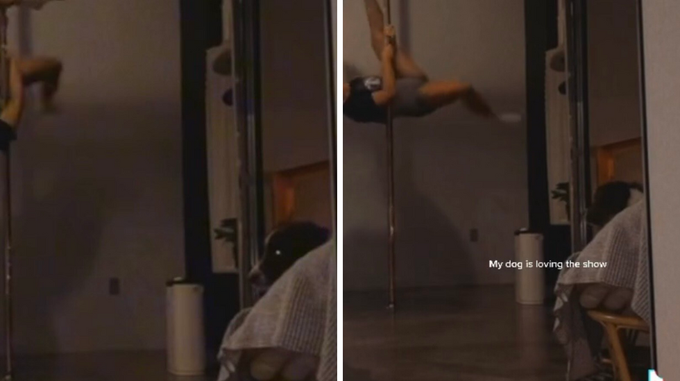 Chloe's dog looking to the side in the TikTok. Right: The dog watching the walker use the pole in the TikTok.