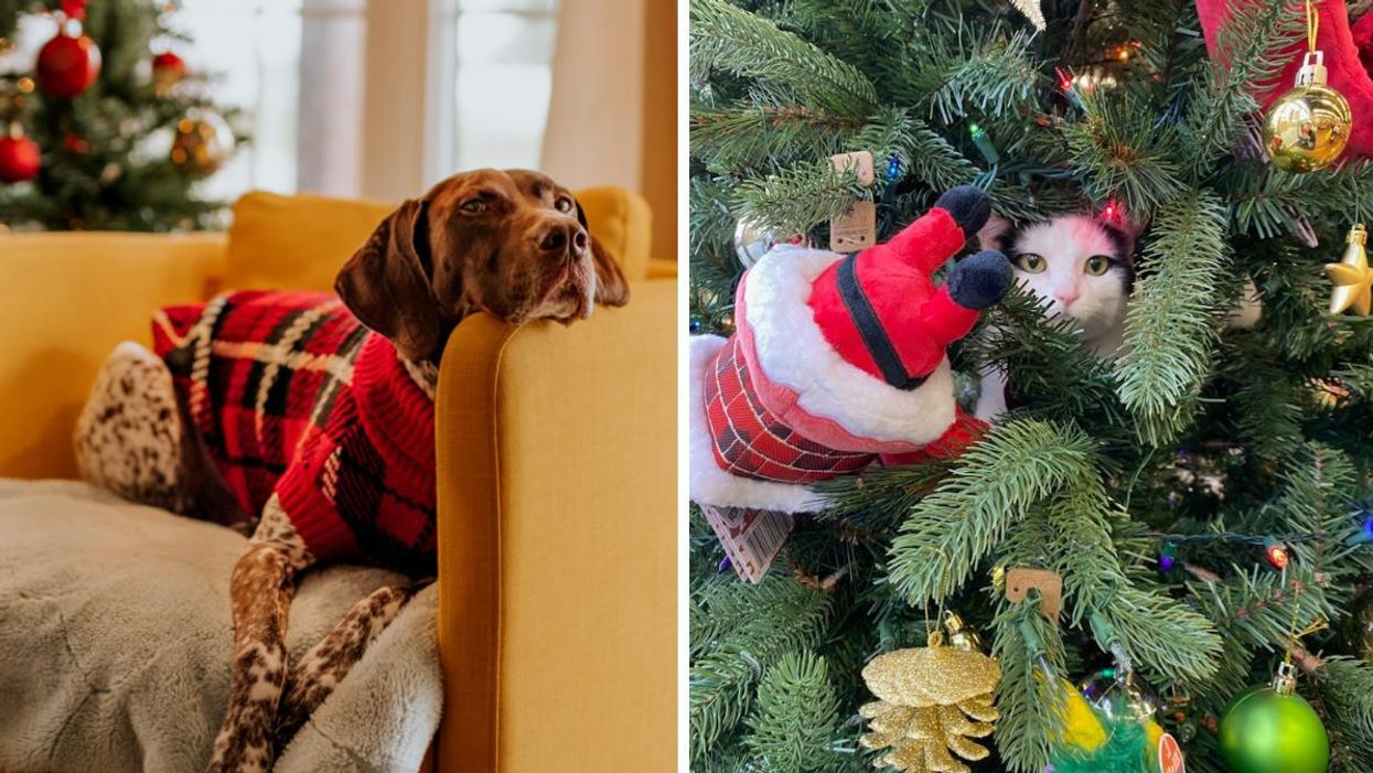Choose Your Pet's Personality & We'll Tell You What You Should Get Them For The Holidays