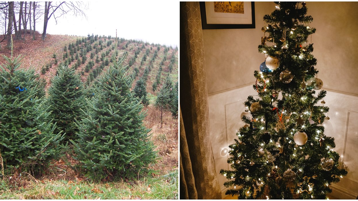 Canada Is Running Low On Christmas Trees Prices Are Going Up Narcity canada-is-running-low-on-christmas-trees-prices-are-going-up-narcity