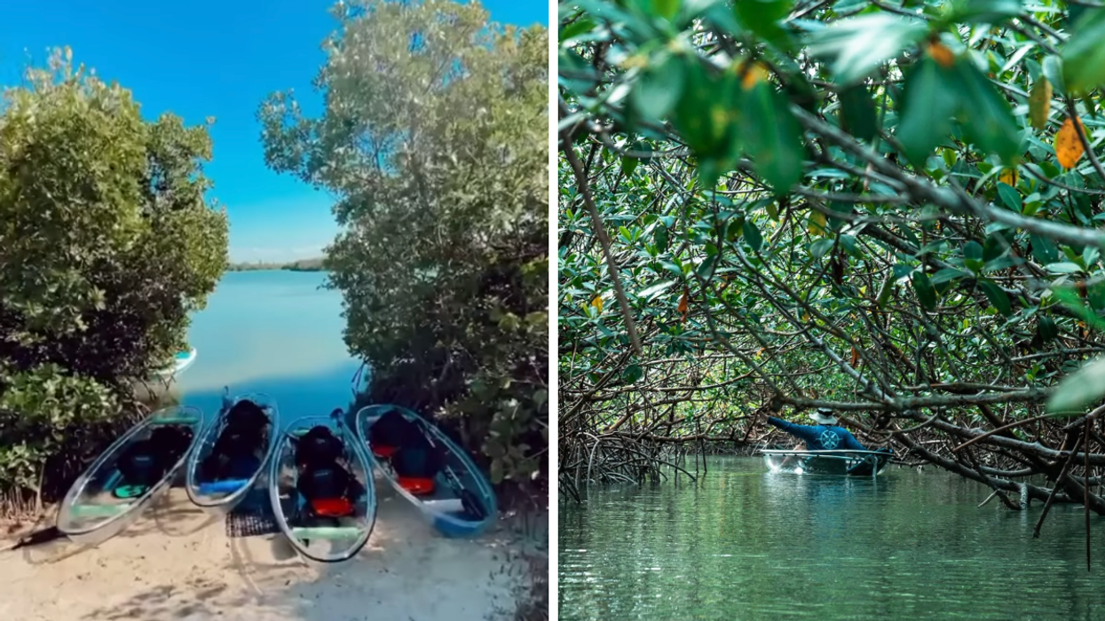 Clear kayaks sitting on the sand. Right: A man on a clear kayak through the mangrove trees.