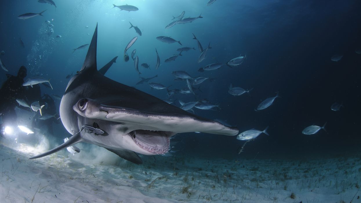 Clearwater Marine Aquarium Shark Week Event Is Happening Near Tampa This Week