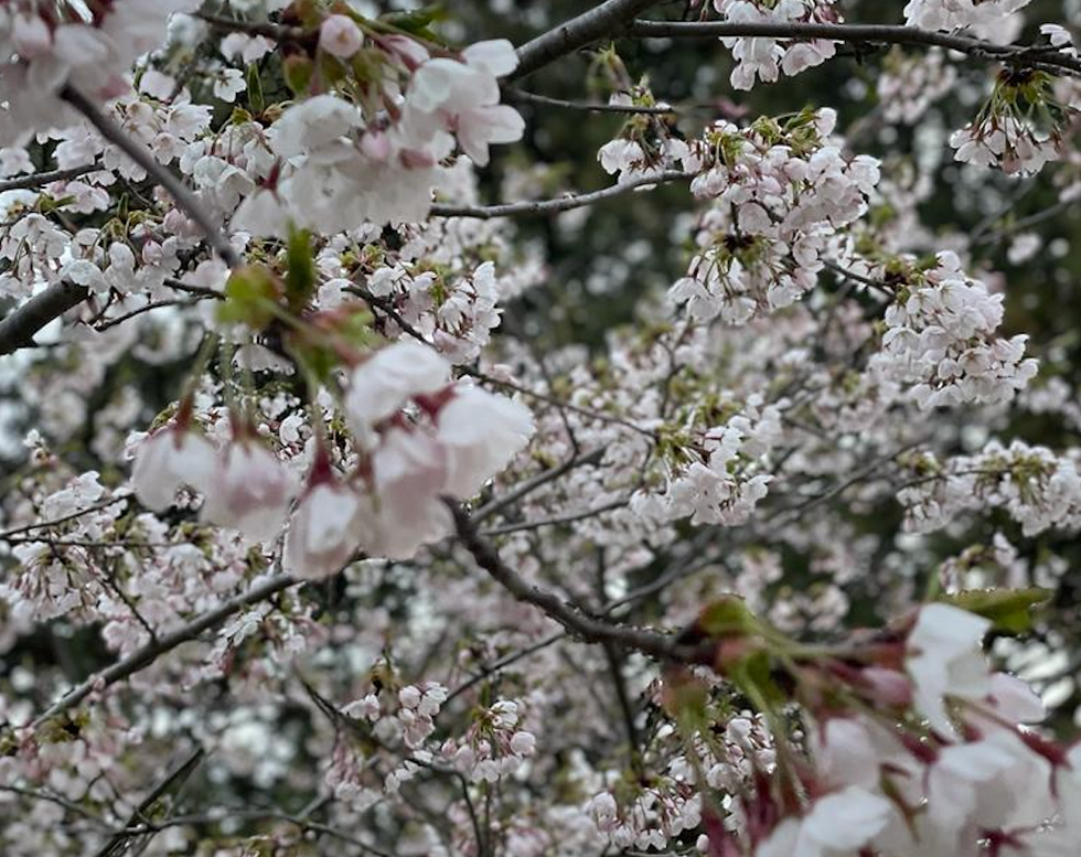 Clich\u00e9d cherry blossom pictures taken by Janice Rodrigues.