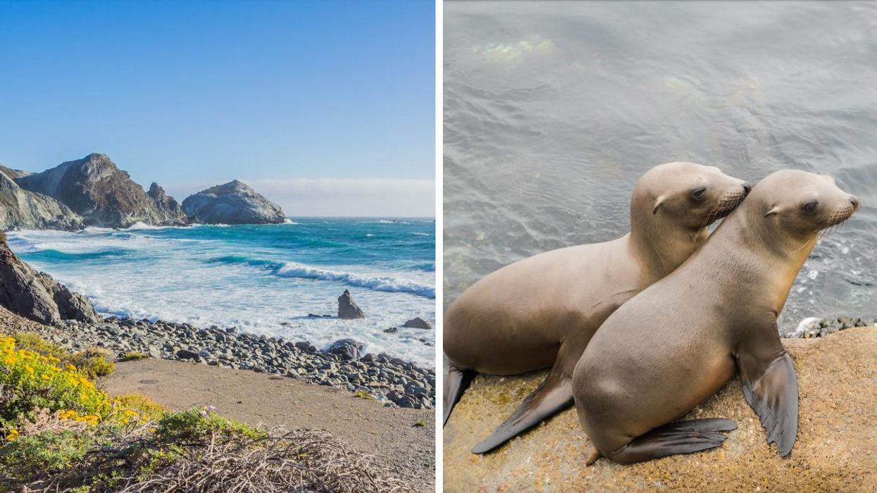 Cliffs and wildflowers on a rock-lined California beach with blue waves breaking on the coast. Right: Two baby seals sit on a rock by the water in Monterey Bay.