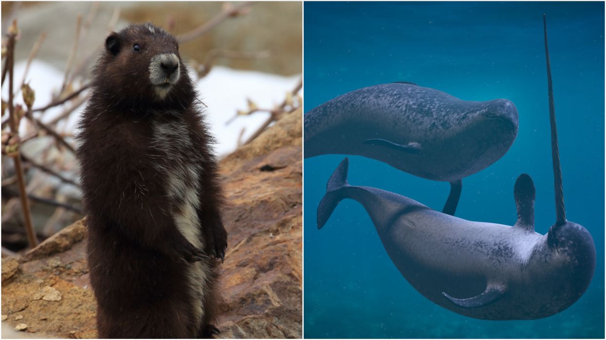 Climate Change In Canada Is Having A Huge Impact On Animals & 10 Species Are In Danger