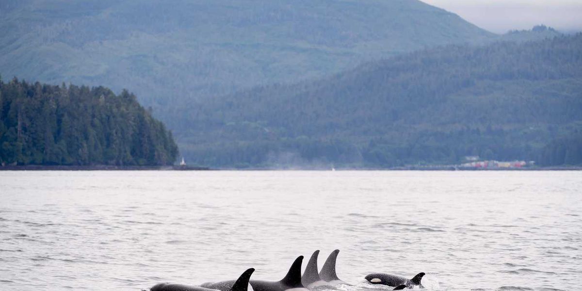 Environmental groups warn of whale threat from new project review bill