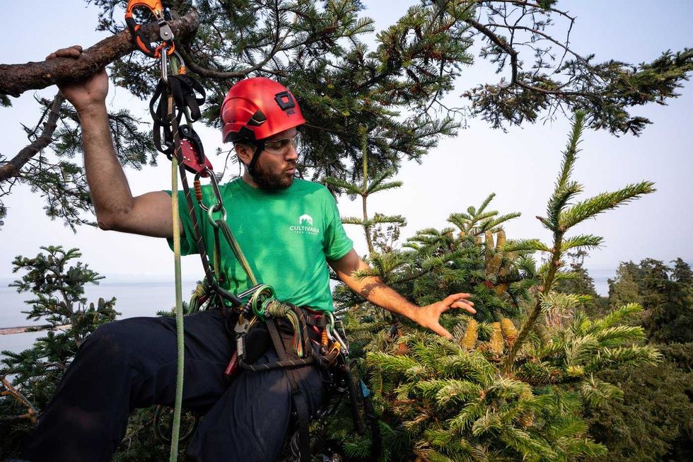 Climbing takes relationship with trees up a level