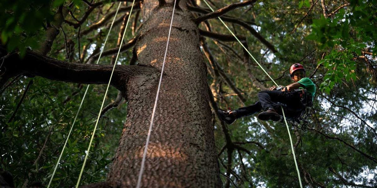 Take a bough: Climbing takes relationship with B.C.’s trees to the next level Take a bough: Climbing takes relationship with B.C.’s trees to the next level
