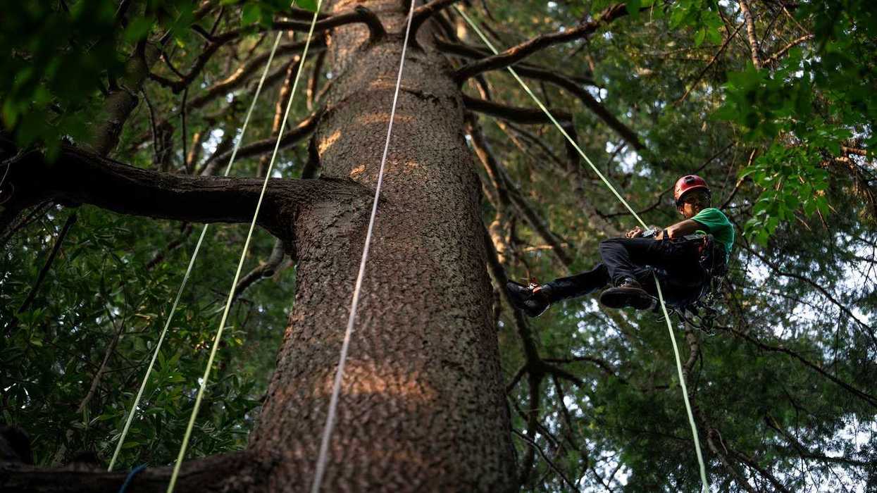 Climbing takes relationship with trees up a level