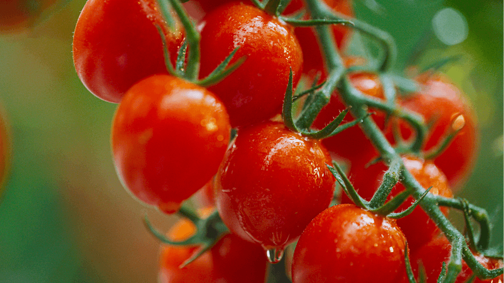 Close-up of ripe red cherry tomatoes on the vine.